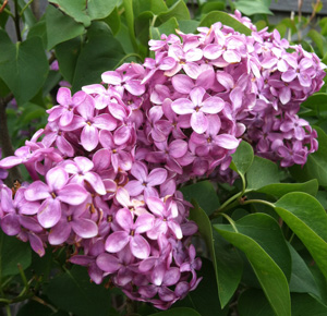 Lilacs300